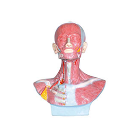 头、面、颈部解剖和颈外动脉配布模型