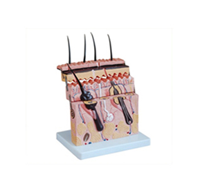 皮肤切面模型